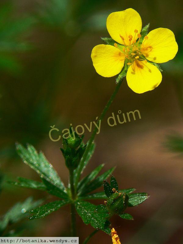 Nátržník kořen řezaný